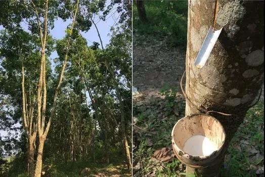 天然橡胶 天然橡胶