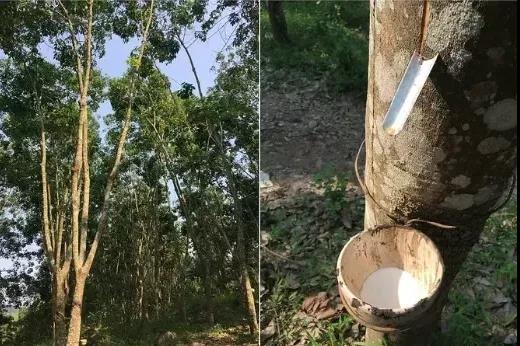 天然橡胶 天然橡胶