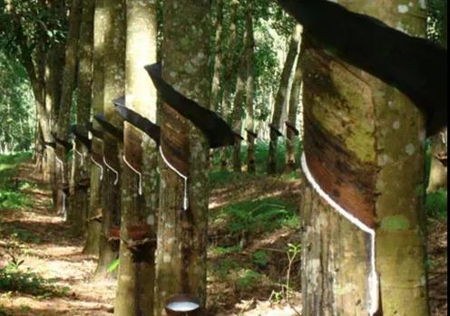 天然橡胶行情 天然橡胶行情