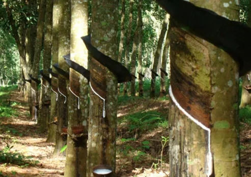 消费强劲 消费强劲