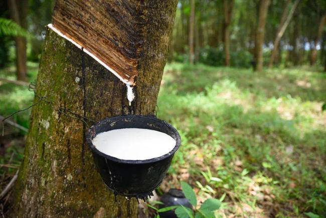 推行第三年橡胶农户收入保障项目 推行第三年橡胶农户收入保障项目